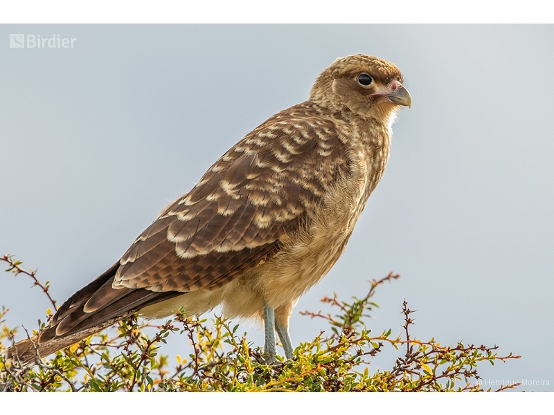 Chimango Caracara