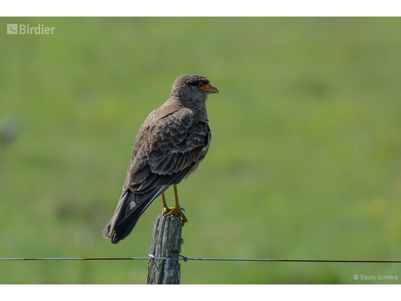 Chimango Caracara