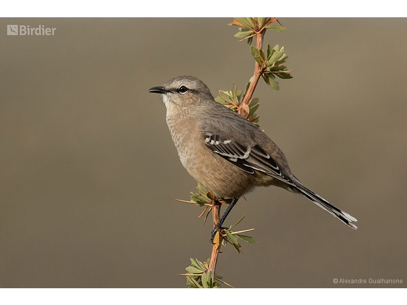 Patagonian Mockingbird
