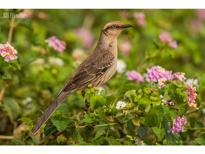 Chalk-browed Mockingbird
