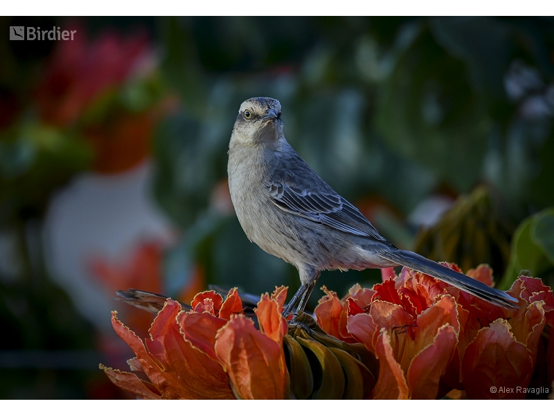 Chalk-browed Mockingbird