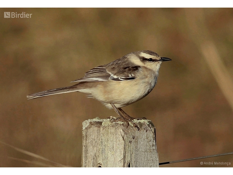 Chalk-browed Mockingbird