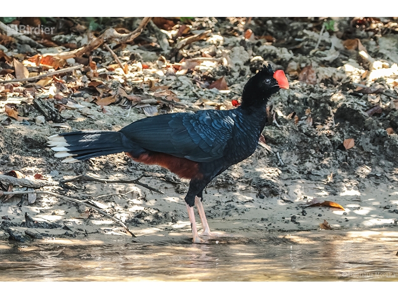 Razor-billed Curassow