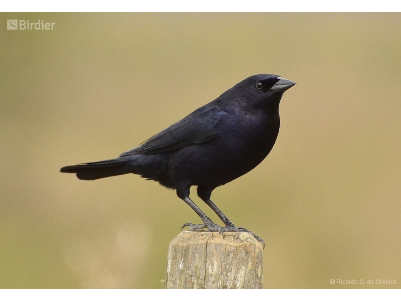 Shiny Cowbird