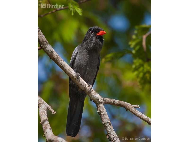 Black-fronted Nunbird