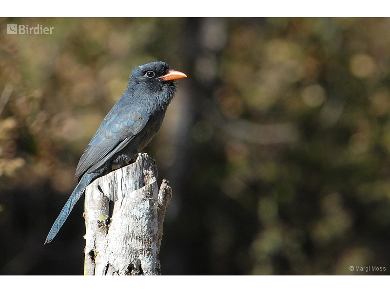 Black-fronted Nunbird