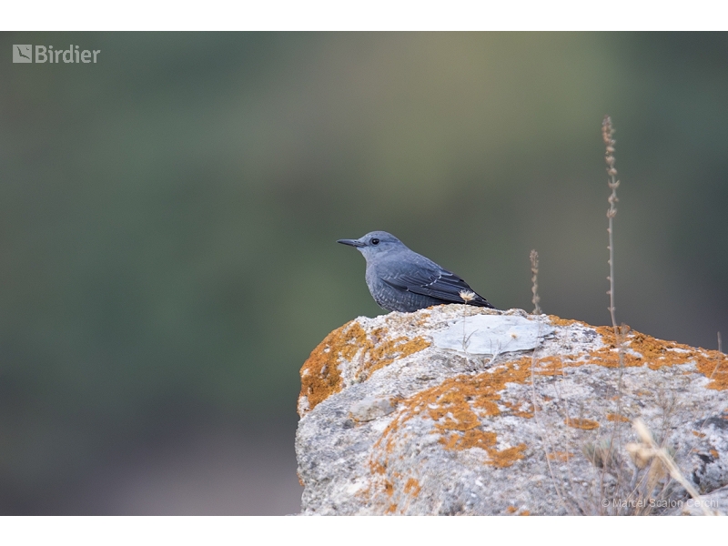Blue Rock Thrush