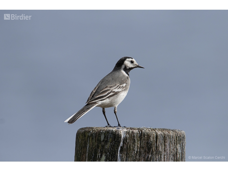 White Wagtail