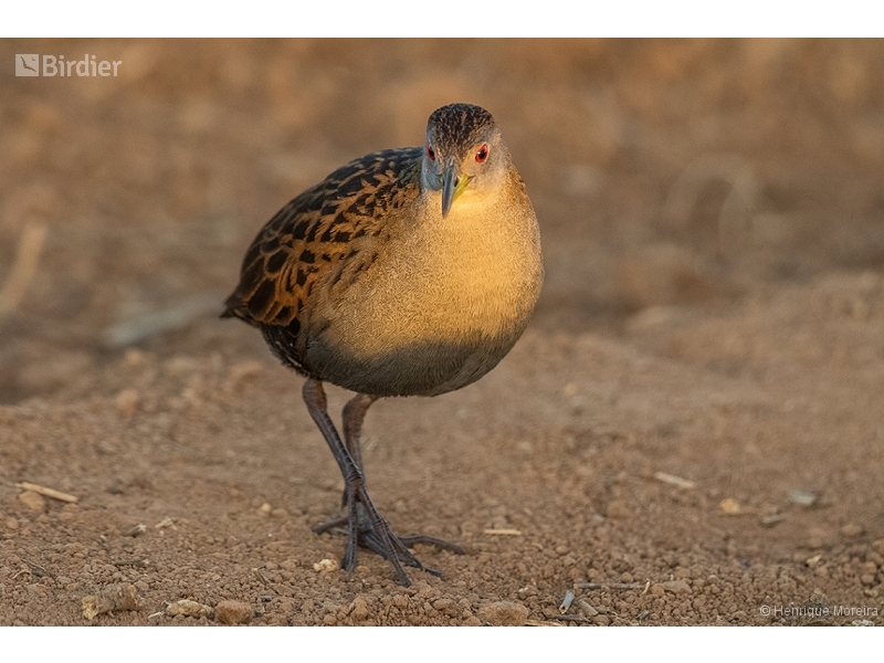 Ash-throated Crake