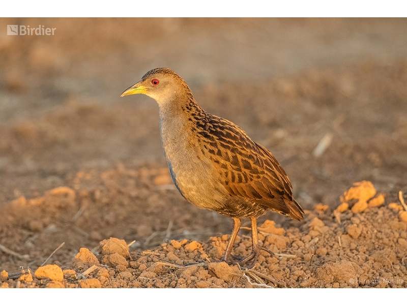 Ash-throated Crake