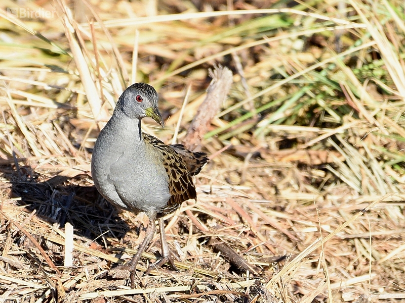 Ash-throated Crake