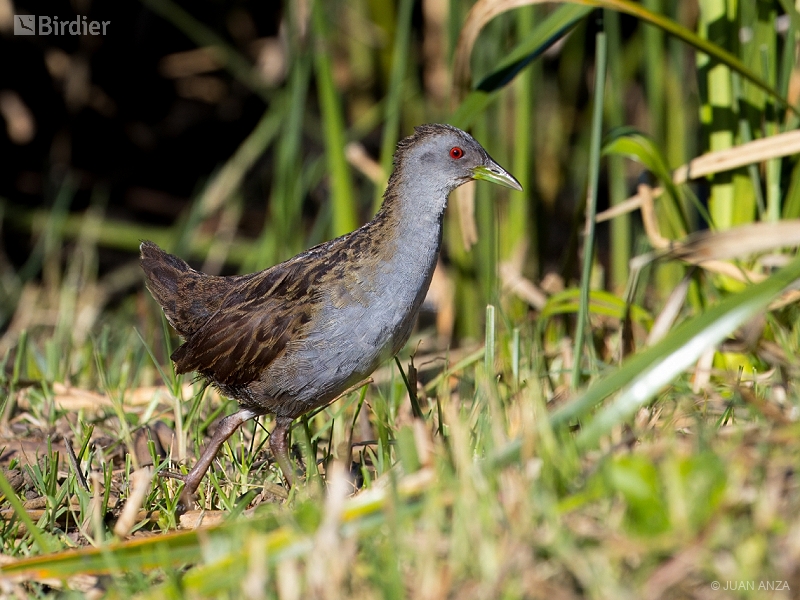 Ash-throated Crake