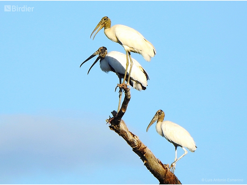 Wood Stork
