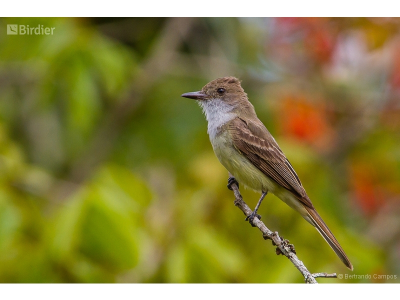 Short-crested Flycatcher