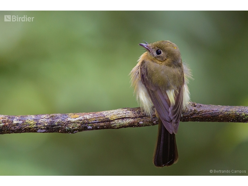Whiskered Myiobius