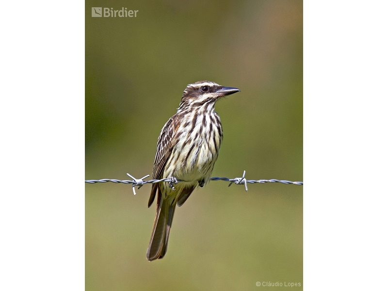 Streaked Flycatcher