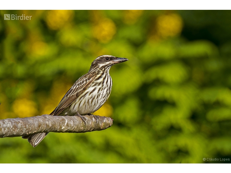 Streaked Flycatcher