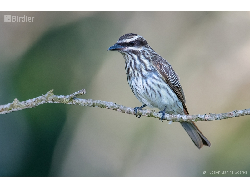 Streaked Flycatcher