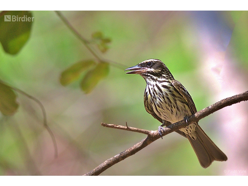 Streaked Flycatcher
