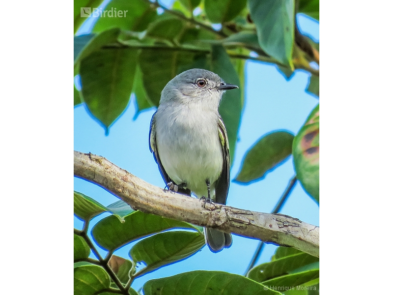 Grey-headed Elaenia