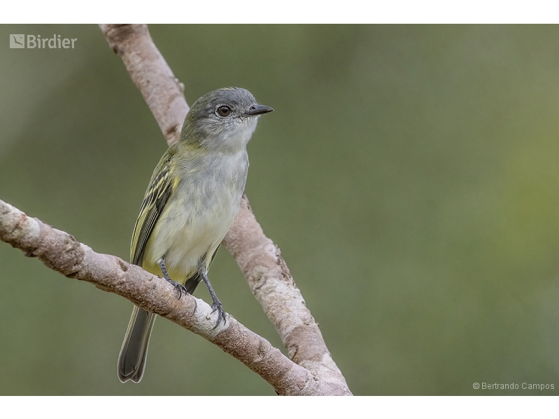 Grey-headed Elaenia