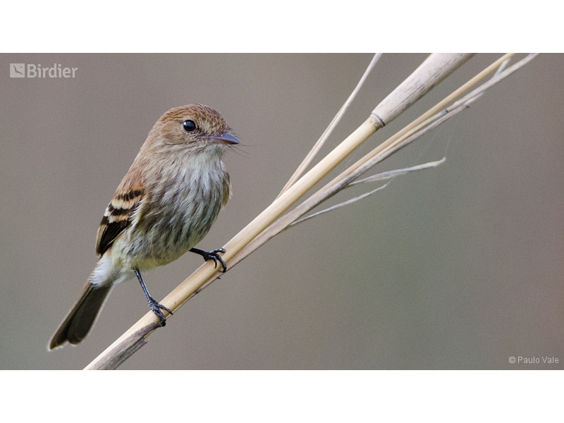 Bran-colored Flycatcher