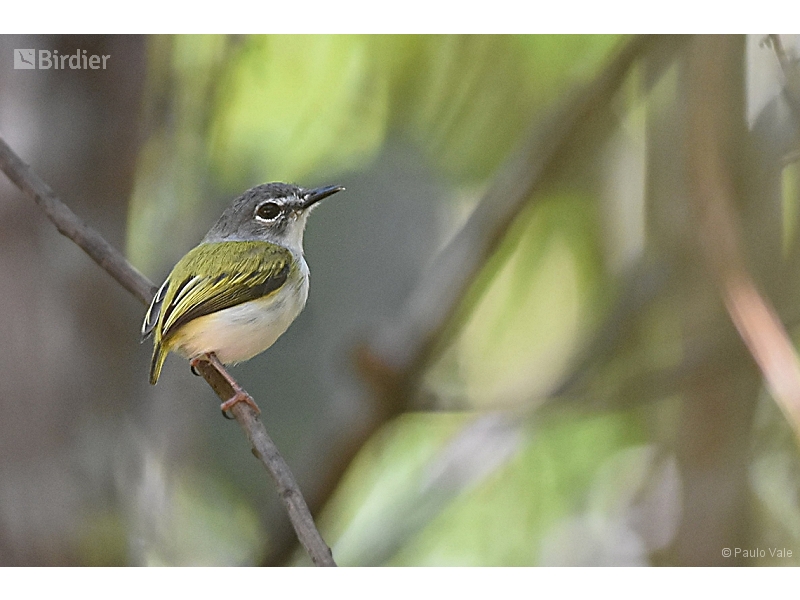 Short-tailed Pygmy Tyrant