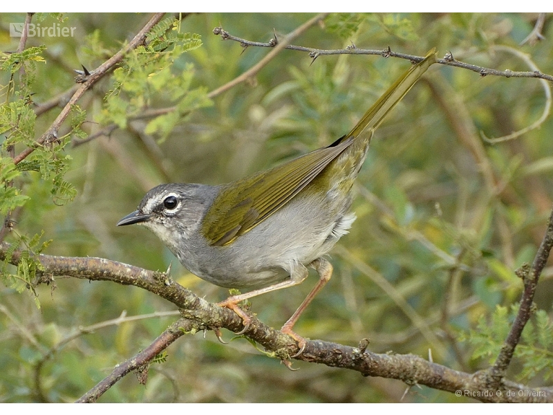 White-rimmed Warbler