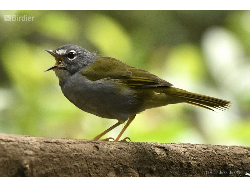 White-rimmed Warbler