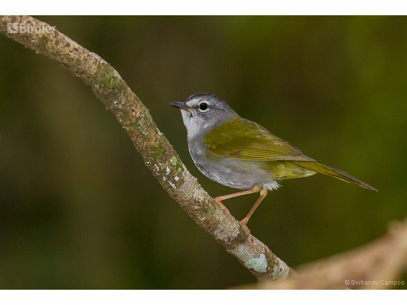 White-rimmed Warbler