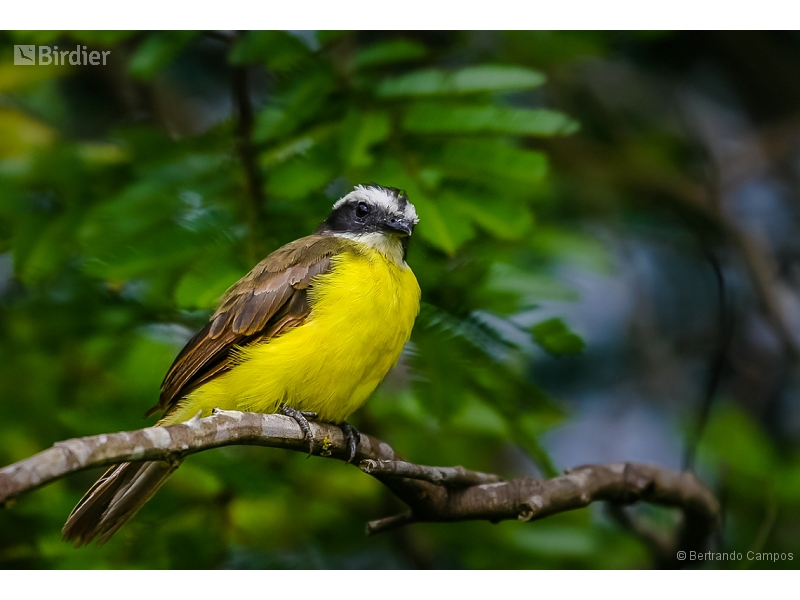 Rusty-margined Flycatcher