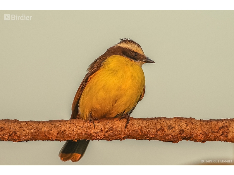 Rusty-margined Flycatcher