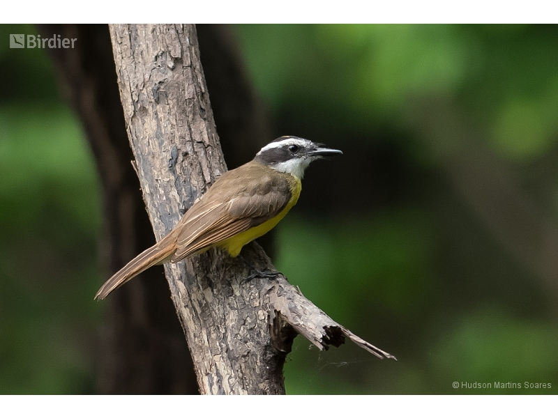 Rusty-margined Flycatcher