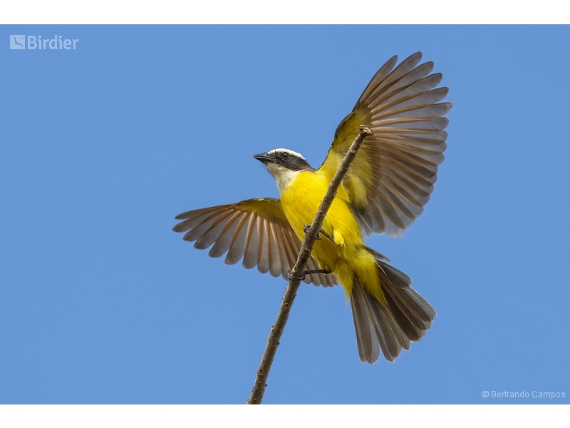 Rusty-margined Flycatcher