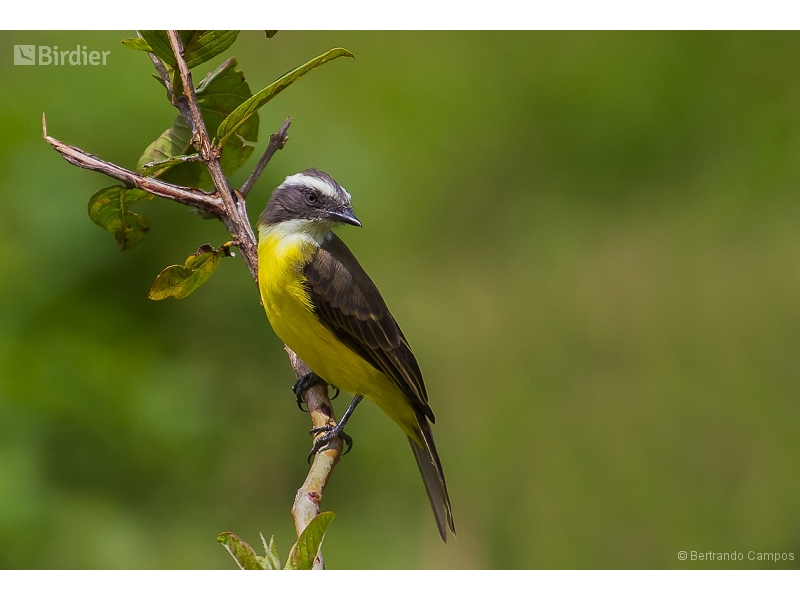 Social Flycatcher