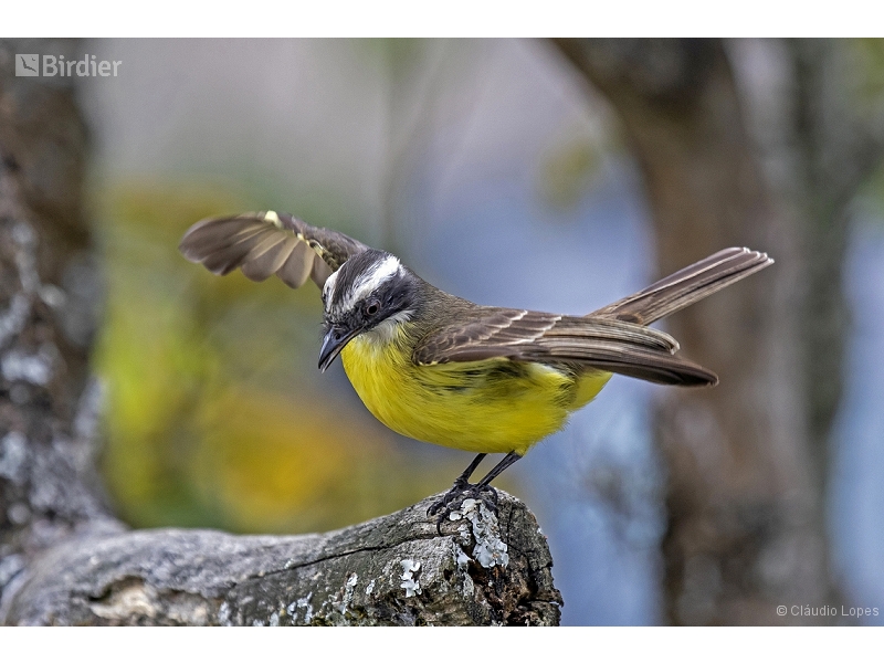 Social Flycatcher