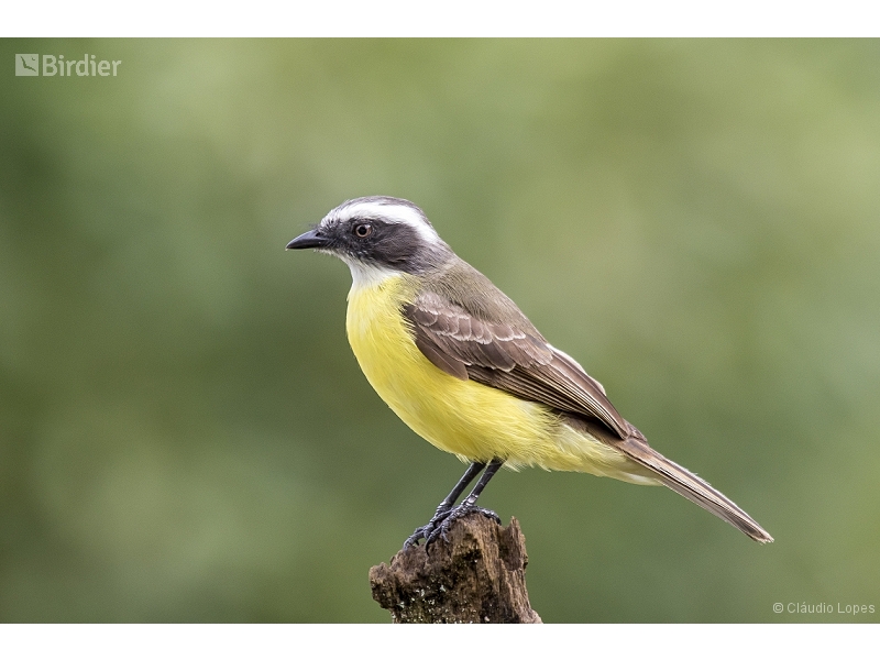 Social Flycatcher