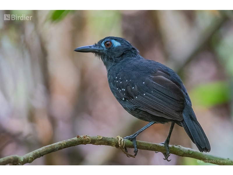 Plumbeous Antbird