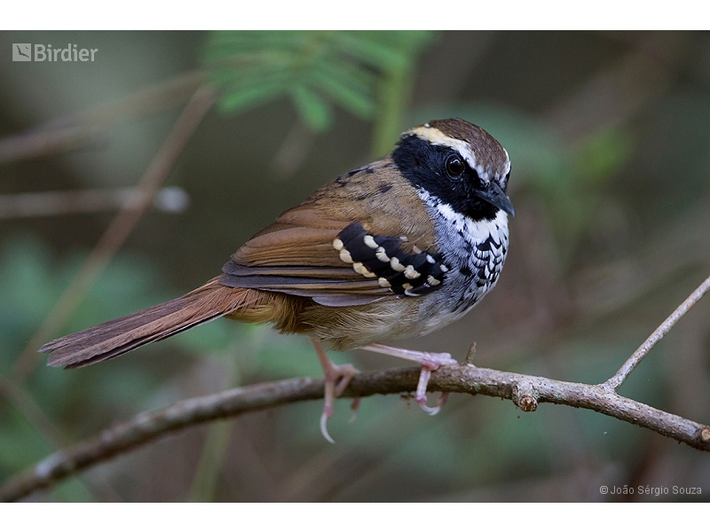 White-bibbed Antbird