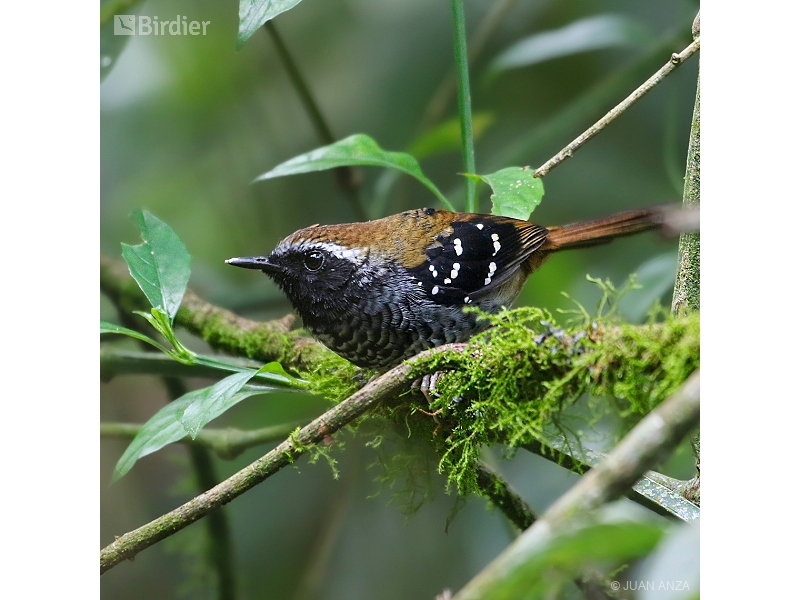 Squamate Antbird