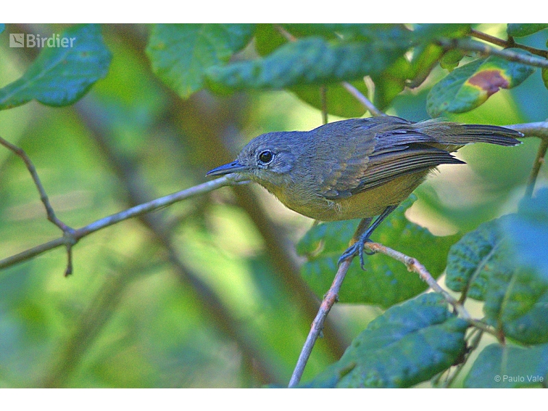 White-flanked Antwren
