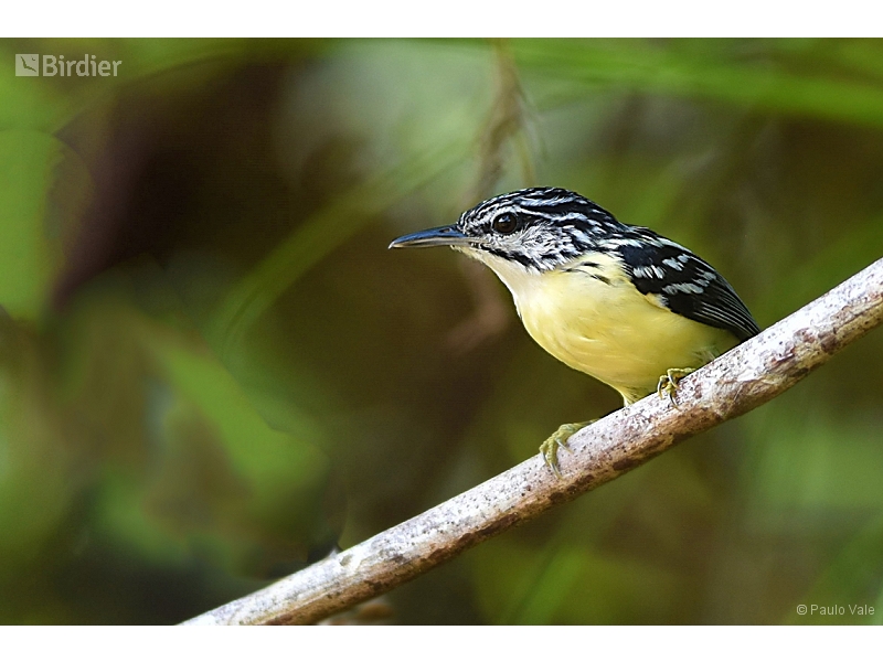 Pygmy Antwren