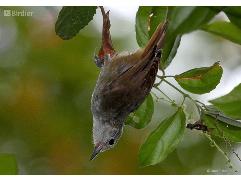 Unicolored Antwren