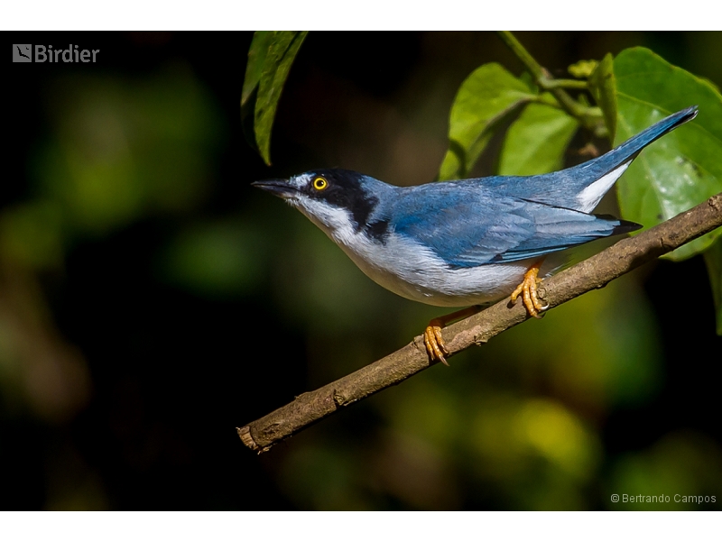 Hooded Tanager