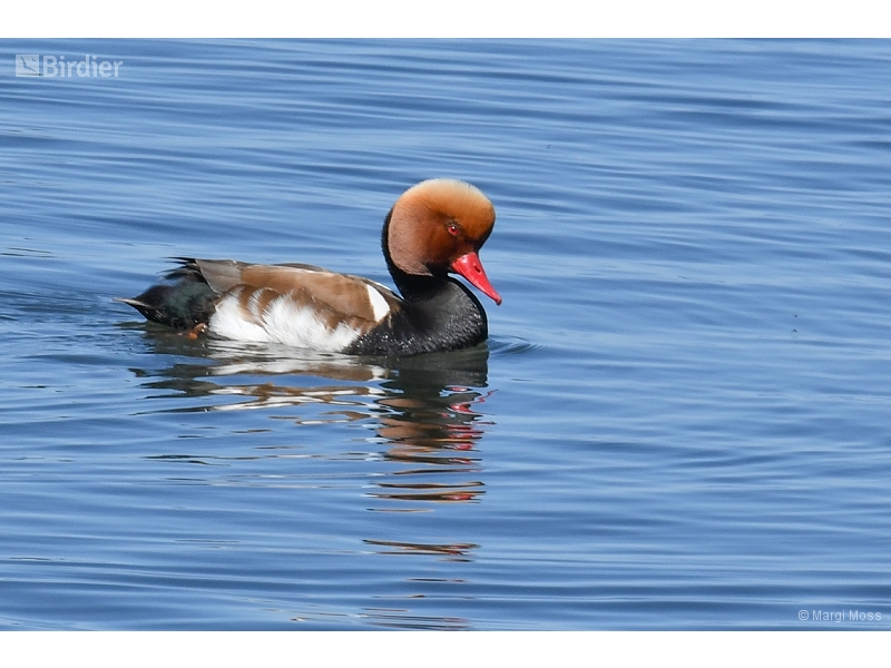 Red-crested Pochard
