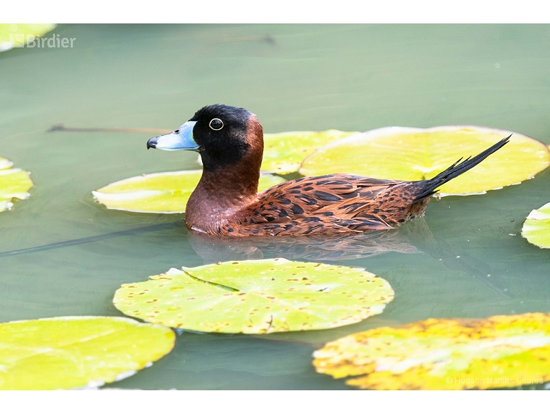 Masked Duck