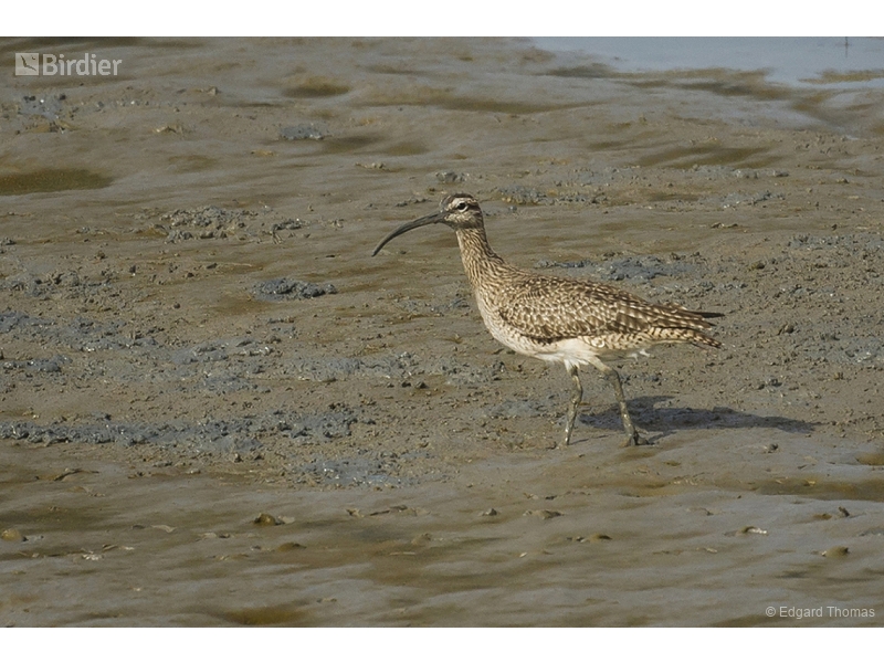 Hudsonian Whimbrel