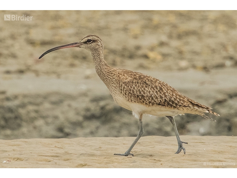 Hudsonian Whimbrel