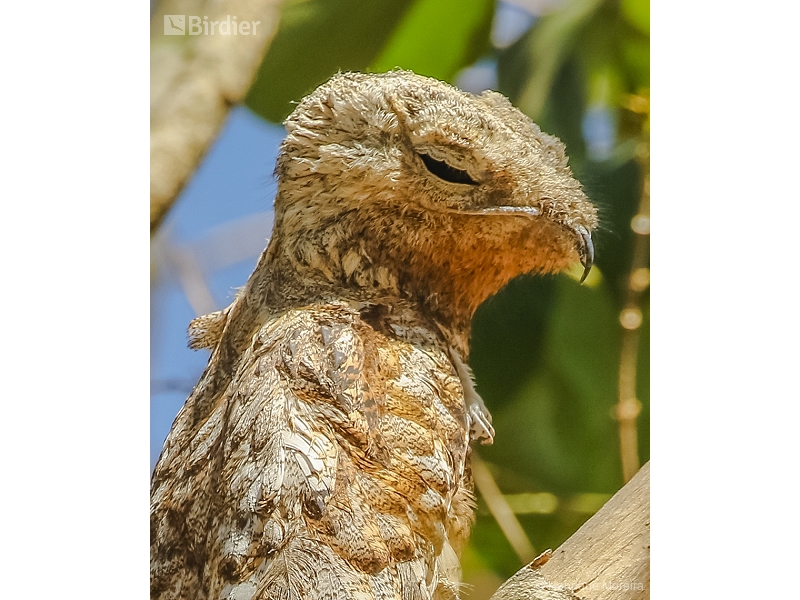 Great Potoo