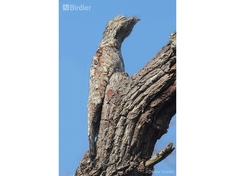 Great Potoo